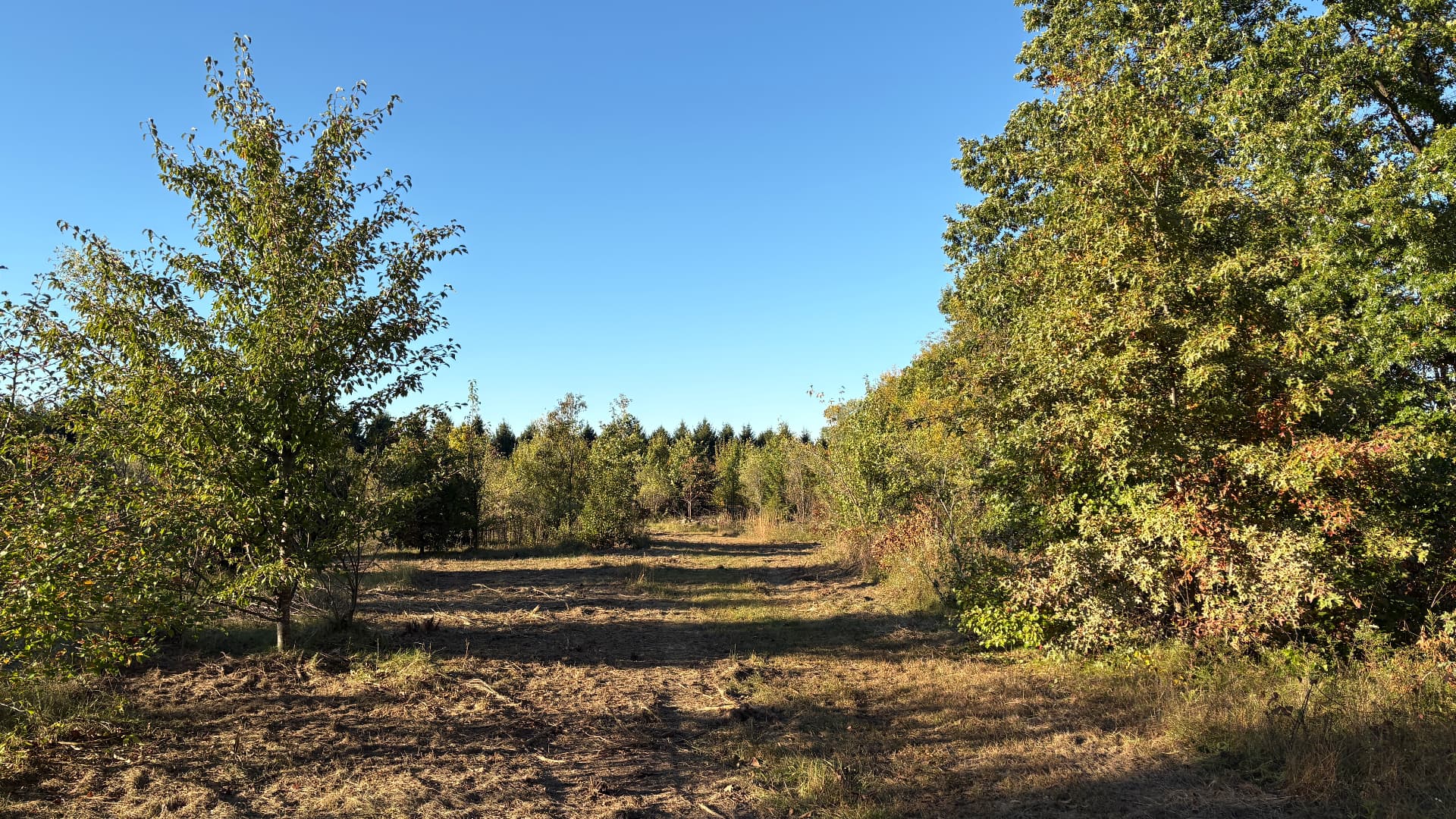 Open mulched ground between trees after property clearing