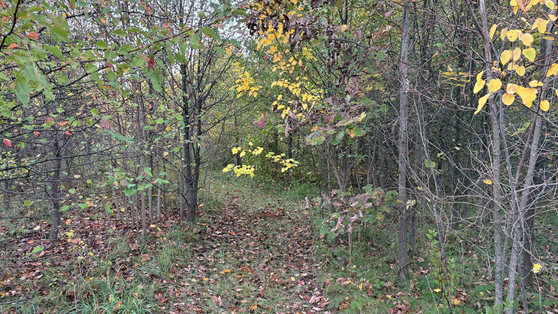 Dense brush and small trees along a wooded path before clearing